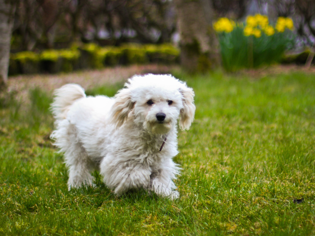 Собака породы бишон-фриз бежит по лужайке