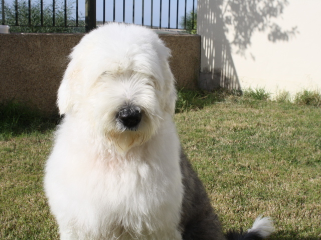 Собака породы бобтейл сидит во дворе дома