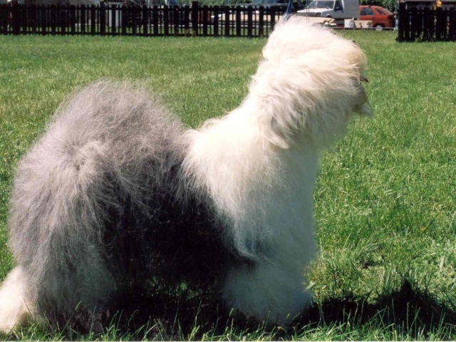 Собака породы бобтейл стоит на лужайке