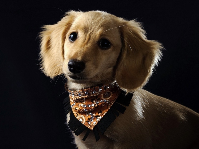 Собака в красивом ошейнике