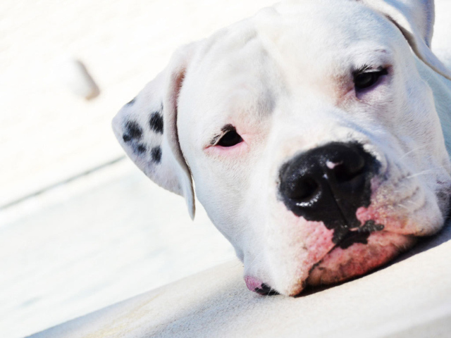 Аргентинский дог крупным планом