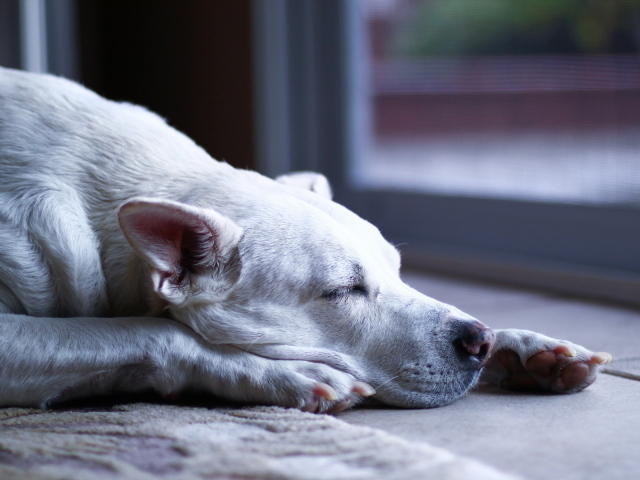 Аргентинский дог заснул