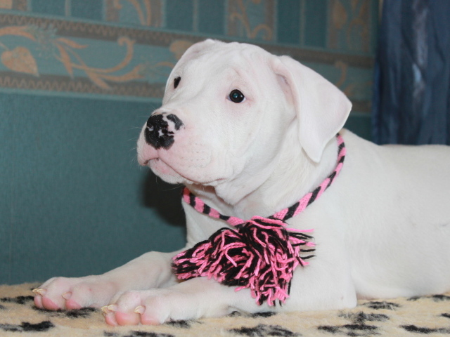 Аргентинский дог с украшением на шее