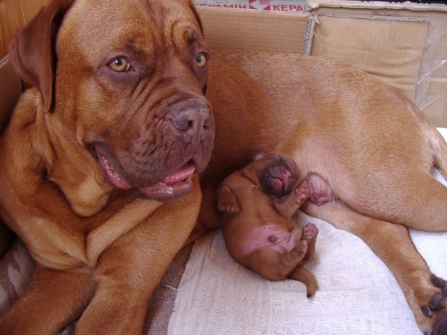 Бордоский дог и его щенок