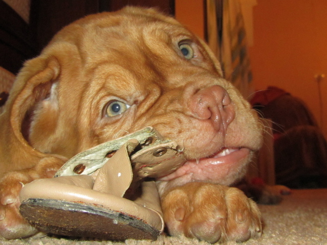 Бордоский дог разрывает тапочки