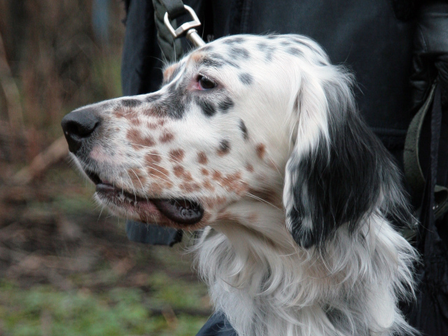 Английский сеттер крупным планом