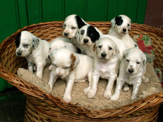 Щенки английского сеттера в корзине