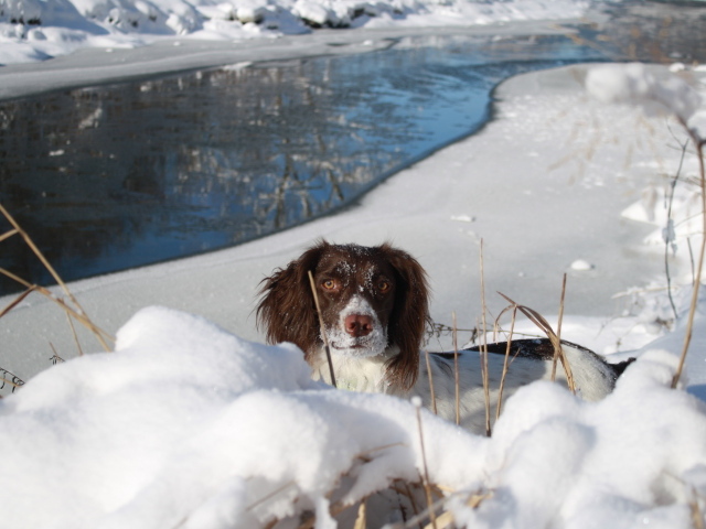 Английский спрингер-спаниель в сугробе