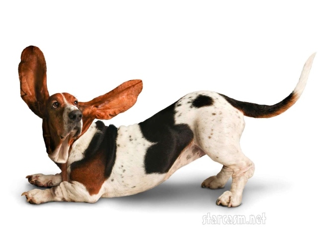 Смешной бассет-хаунд на белом фоне