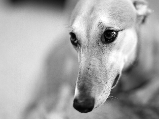 Грейхаунд в темных тонах