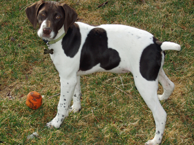 Немецкий Пойнтер играет в саду