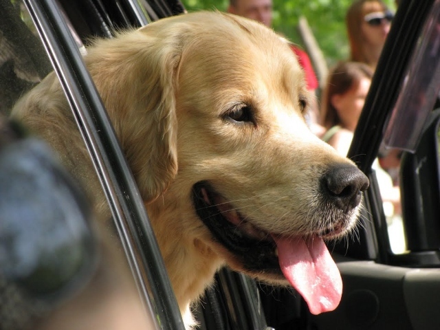 Золотой терьер в машине