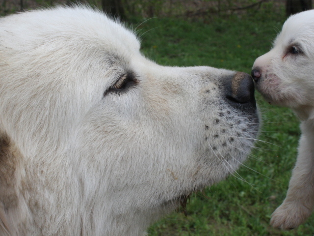Большая пиренейская собака и щенок