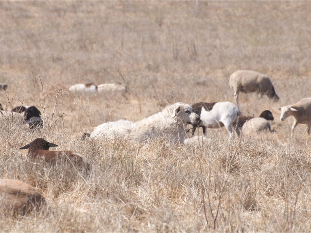 Большая пиренейская собака пасёт скот