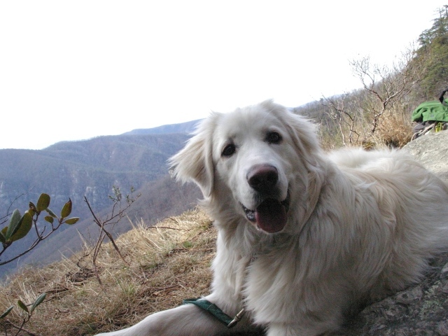 Большая пиренейская собака на холме