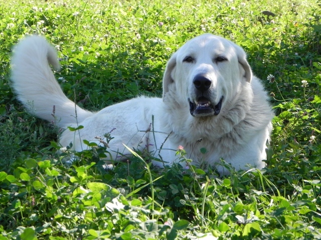 Большая пиренейская собака отдыхает на траве