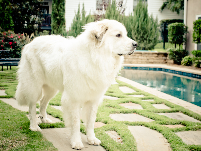 Большая пиренейская собака стоит возле бассейна