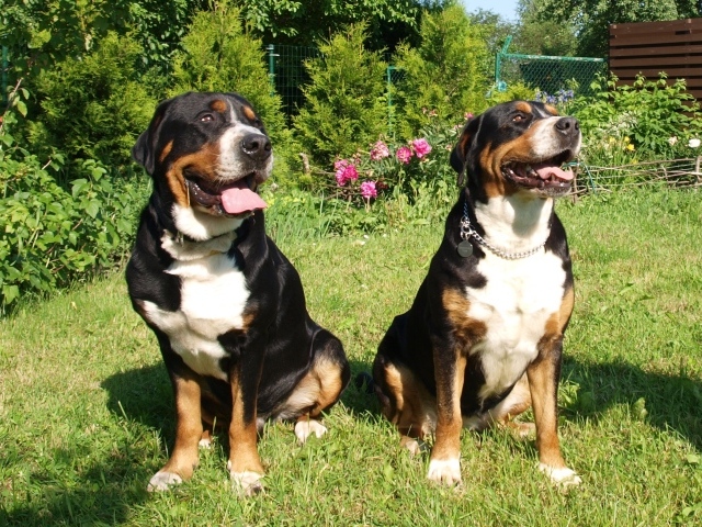 Большие швейцарские зенненхунды на траве