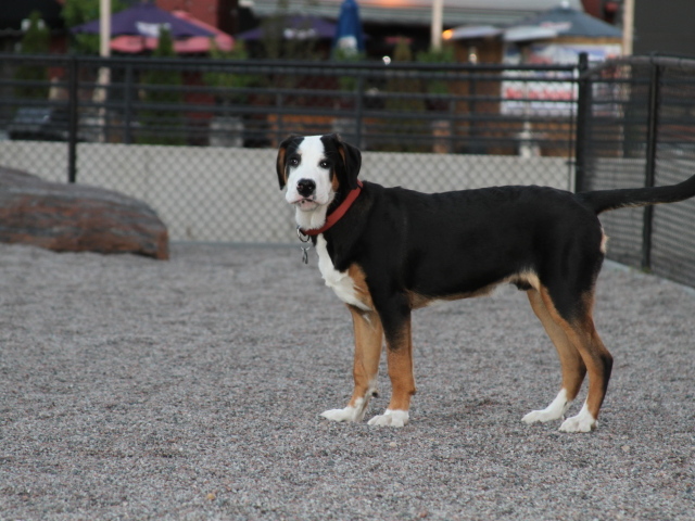 Большой швейцарский зенненхунд за забором