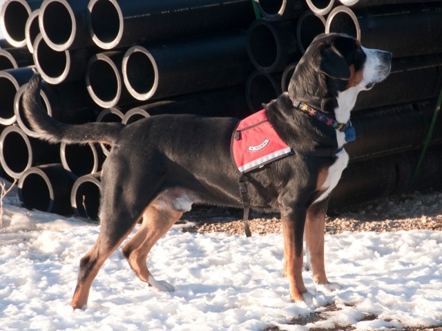 Большой швейцарский зенненхунд на снегу
