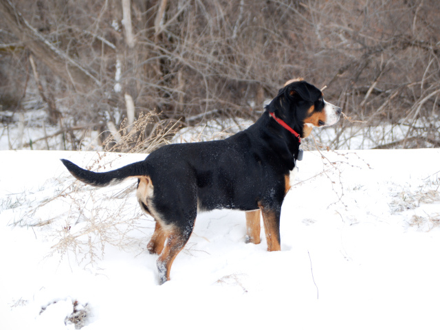 Большой швейцарский зенненхунд зимой