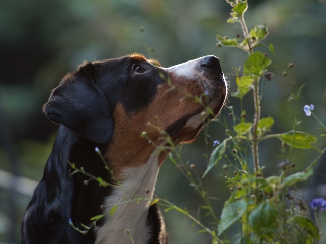 Большой швейцарский зенненхунд смотрит вверх