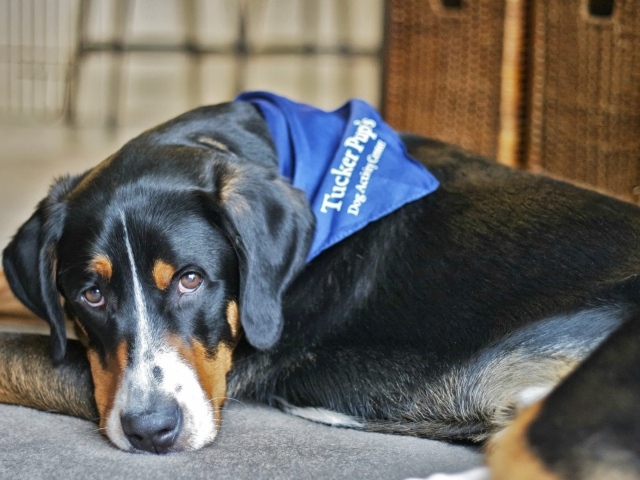 Большой швейцарский зенненхунд отдыхает