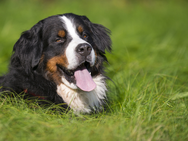 Счастливая бернская пастушья собака лежит в траве
