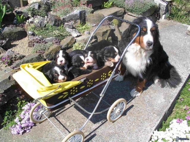 Счастливые щенки бернской пастушьей собаки с мамой
