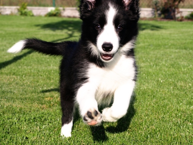Счастливый щенок бордер-колли бежит по траве