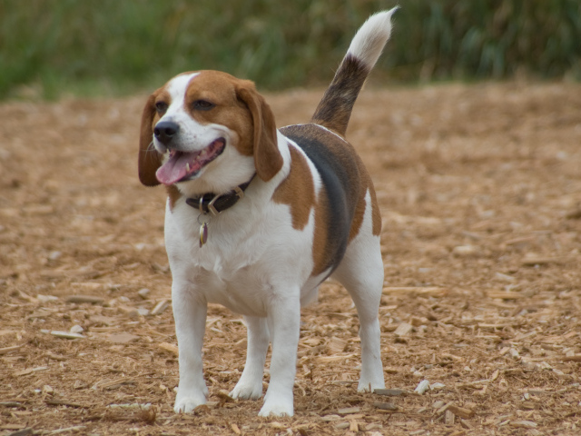 Счастливая собака породы бигль
