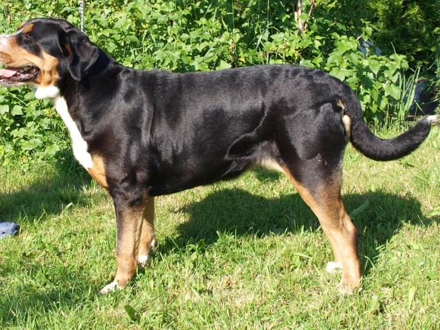 Счастливый большой швейцарский зенненхунд на фоне кустов