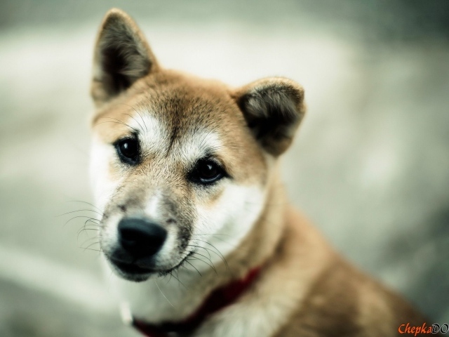Японская порода собаки акита-ину