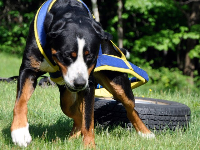 Ленивый большой швейцарский зенненхунд