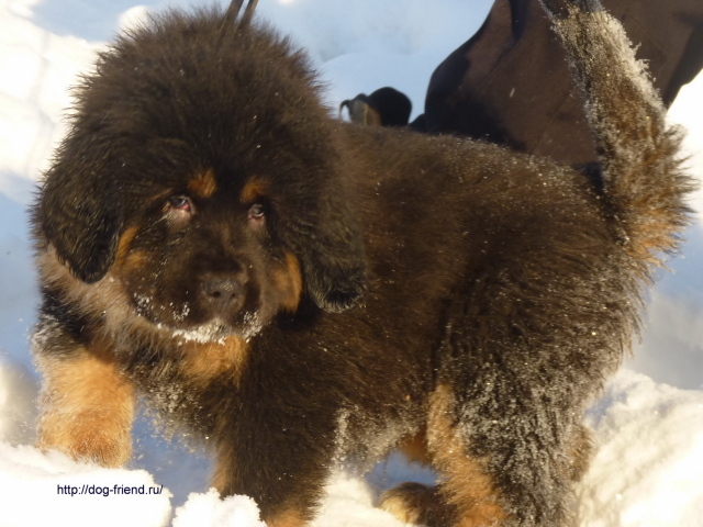 Маленький тибетский мастиф на снегу
