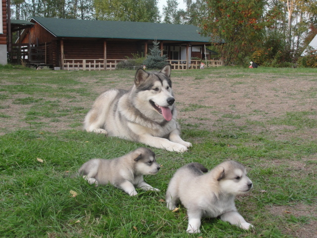 Мама и щенки аляскинского маламута