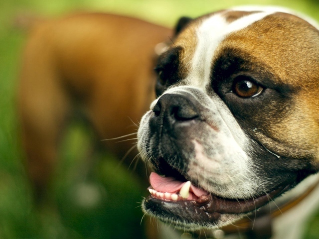 Морда счастливого боксёра