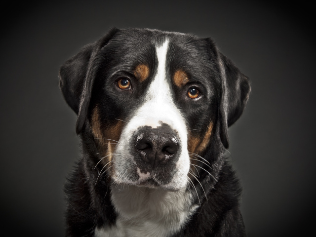 Портрет большого швейцарского зенненхунда