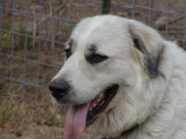 Портрет большой пиренейской собаки