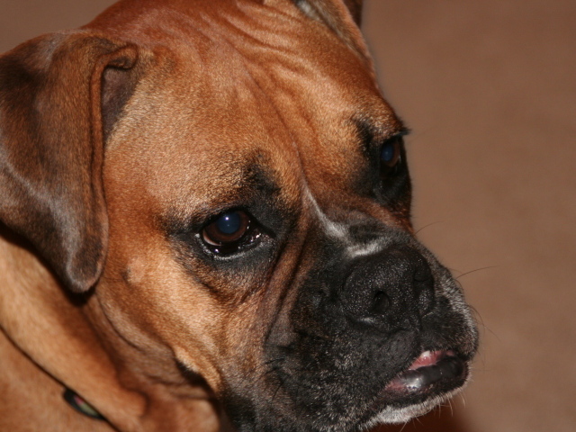 Портрет боксёра на коричневом фоне