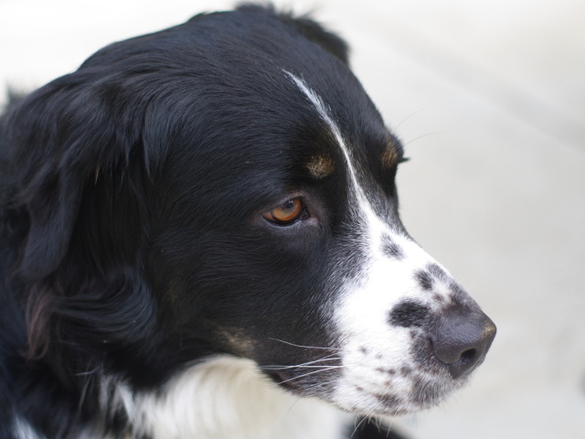 Портрет серьёзной бернской пастушьей собаки