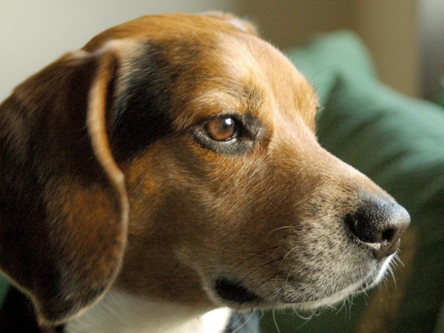 Портрет серьезной собаки породы бигль