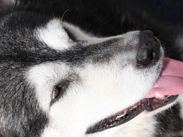 Портрет аляскинского маламута