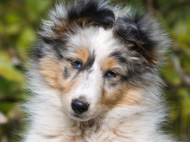 Портрет щенка породы шелти