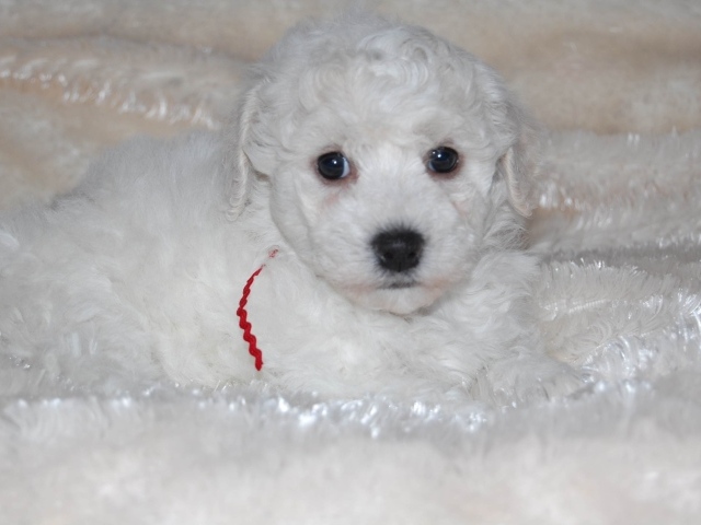 Щенок породы бишон-фриз лежит на белой постели