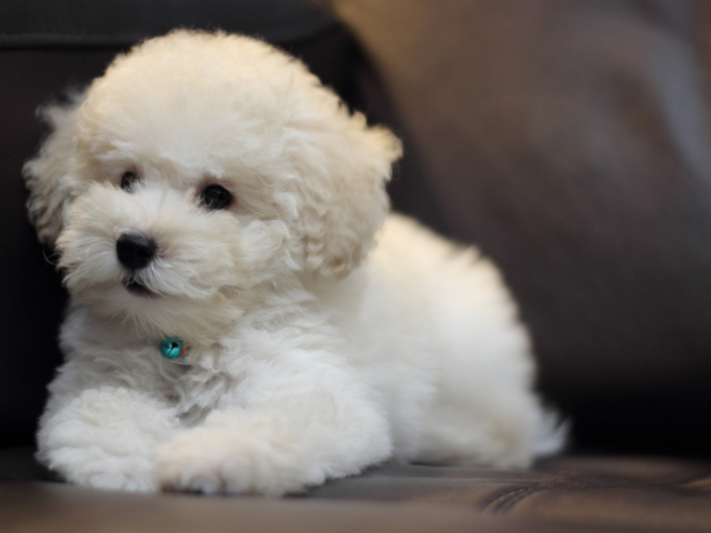 Щенок породы бишон-фриз на кожаном диване