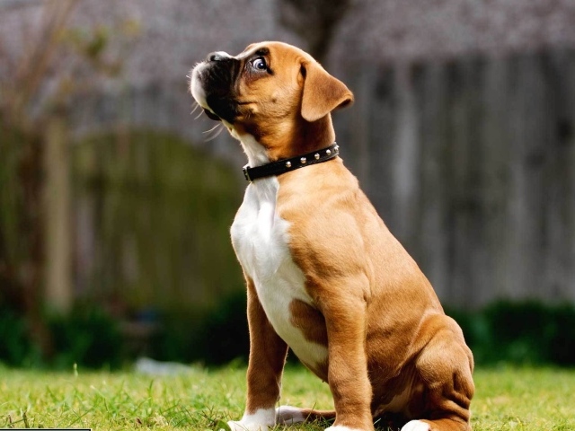 Щенок боксёра косится одним глазом