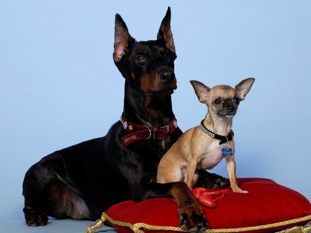 Щенок доберман и его мать