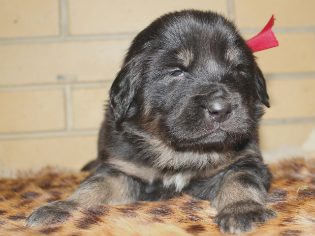 Щенок девочка тибетского мастифа