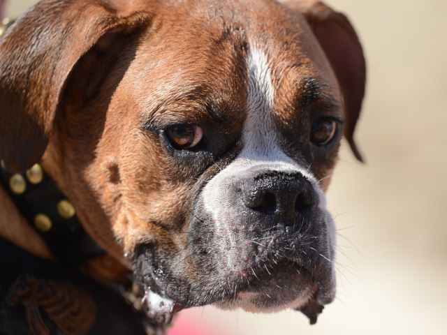 Грустный боксёр что-то увидел